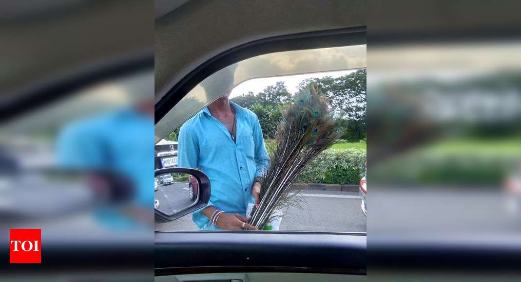 'Do not buy peacock feathers from roadside; it may be a wildlife crime' | Navi Mumbai News - Times of India