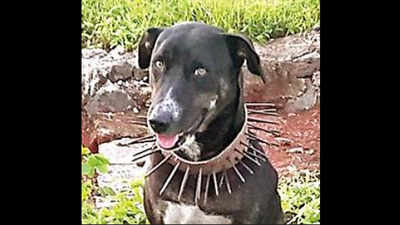 Madhya Pradesh: Farmer makes spiky collars for dogs, leopards get the point