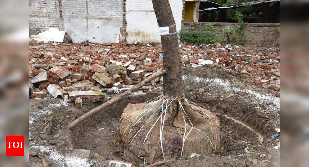 MahaMetro to transplant trees in scientific way Nagpur News Times