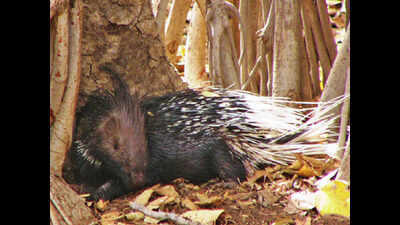 If looks could deceive: Meet retiring rodent of the Aravalis