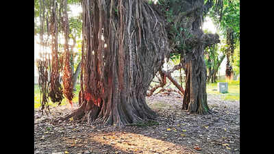 Heritage tag to conserve century-old trees in UP