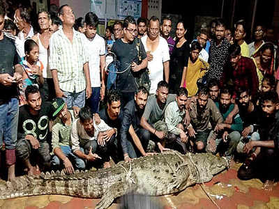 Itola village living under constant crocodile scare | Vadodara News ...