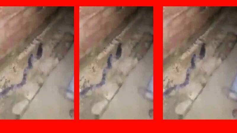 Video shows rats pretending to be a snake to avoid predators