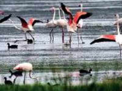 4 Tamil Nadu wetlands among 100 to get priority tag