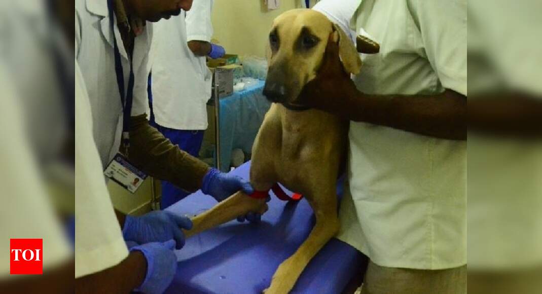 Dog microchipping project ends at pilot stage in Kochi Kochi News