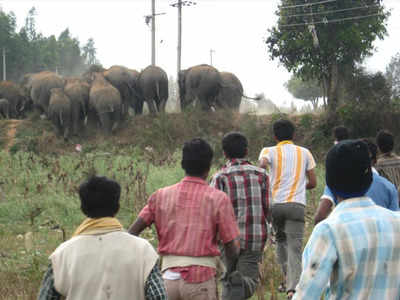 Elephant habitat 10 times the size of Bengaluru lost in 44 years in Western Ghats