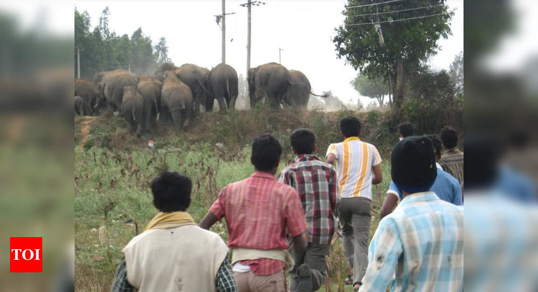 Elephant Habitat Lost: Elephant habitat 10 times the size of Bengaluru