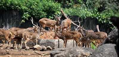 In past 32 yrs, Indians killed 65% wild animals for food, 35% for illegal  trade: WII | Dehradun News - Times of India
