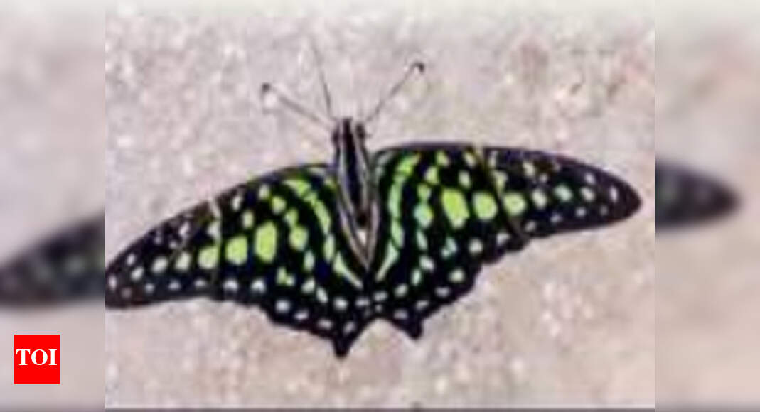 New species adds colour to Butterfly Park Chandigarh News Times of
