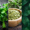 Herbs for Weight Loss 5 Natural Herbs to Speed Up Your Weight