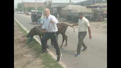 When Congress councillors strive hard on road to catch stray cattle