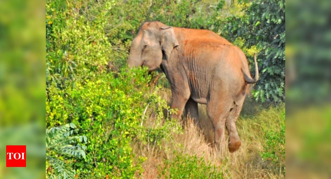 Elephant habitat 10 times the size of Bengaluru lost in 44 years in