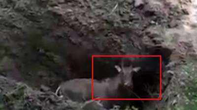 Shocking: Nilgai buried alive in Bihar