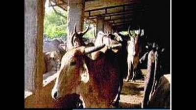 Patiala: Wife sues Punjab government for losing husband in stray cattle attack