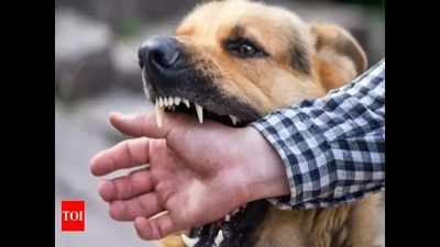 Kolhapur: Panic as stray dog goes berserk, bites 31 citizens