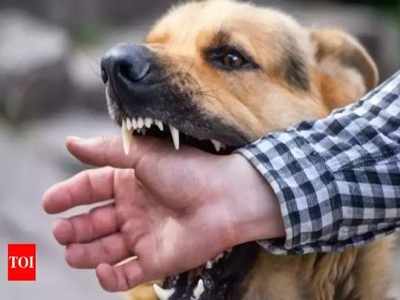 Kolhapur Panic As Stray Dog Goes Berserk Bites 31 Citizens Kolhapur News Times Of India