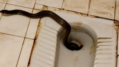 Rajasthan Man Goes to Bathroom to Freshen Up, Spots 8-Feet-Long Cobra Snake  on Toilet Seat