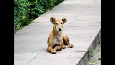 Seven-year-old girl mauled to death by dogs in Ayodhya | Lucknow News ...
