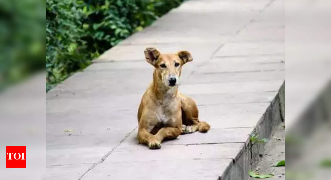 Seven-year-old girl mauled to death by dogs in Ayodhya | Lucknow News ...
