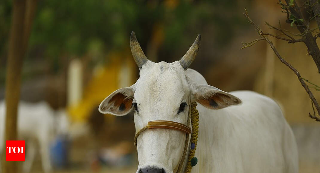 60% funding for cow dung, urine startups