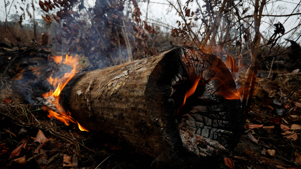 Deforestation in the  rainforest continues to plunge