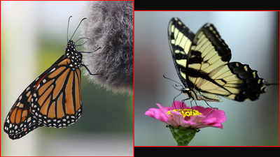 Asola Bhatti sanctuary celebrates September as Delhi butterfly month