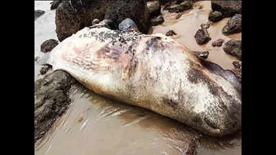 Marine stranding: Dwarf sperm whale washes up at Vasco