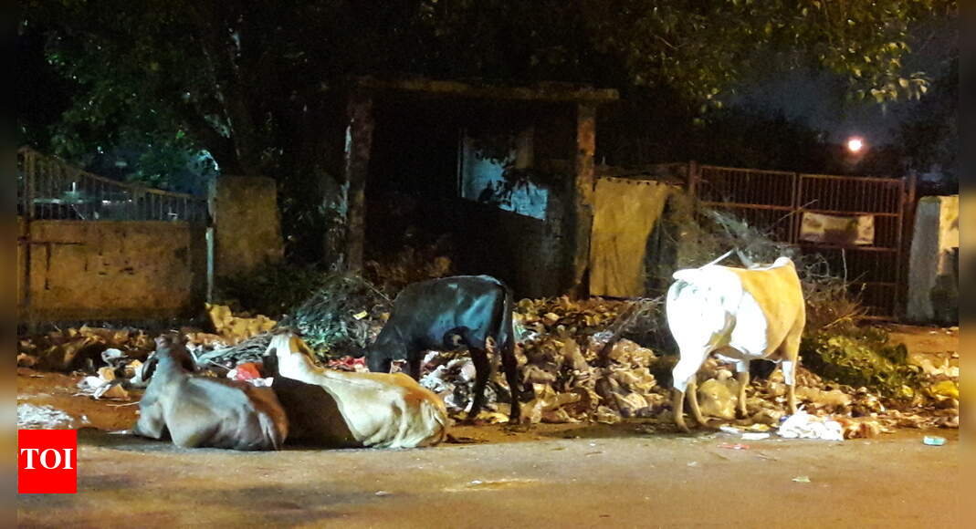 Heaps of garbage beside Chilla sports complex - Times of India