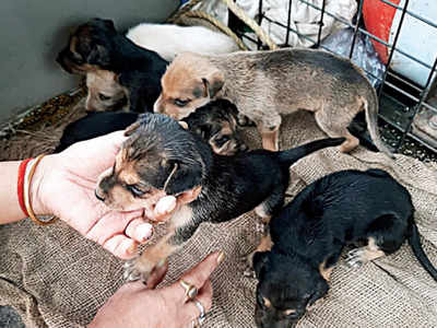 Mumbai: Butcher stabs dog, Six orphaned pups sent to animal shelter | Mumbai  News - Times of India