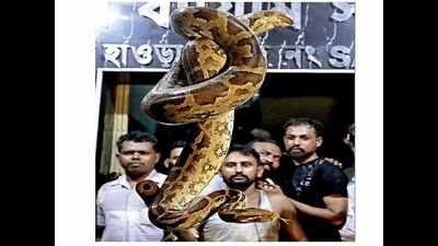 West Bengal: 10-foot-long rock python rescued in Howrah