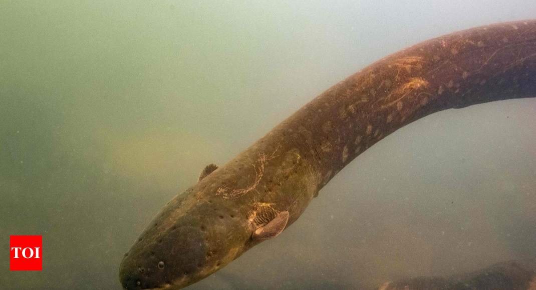 eel fish in tamil