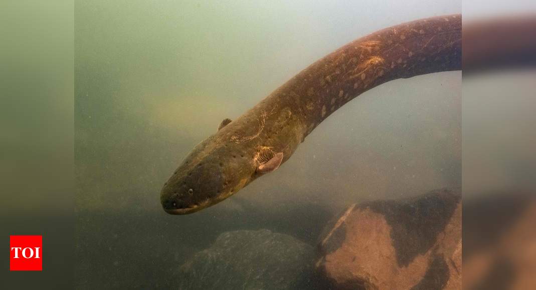 'New electric eel species produces strongest animal shock' - Times of India