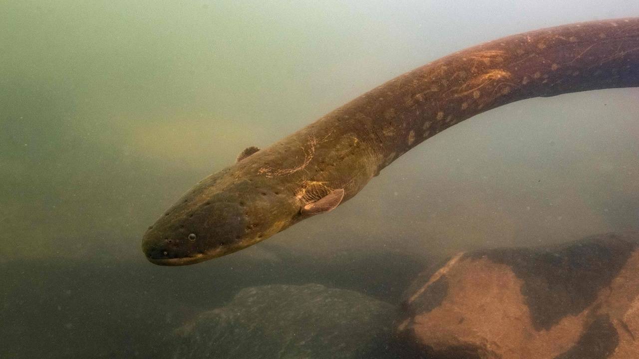 New electric eel species produces strongest animal shock' - Times of India