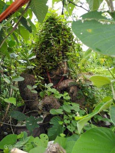 Malabar Spinach Growing On Resurrected Ganesh Idol Nagpur News Times Of India