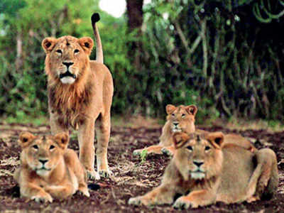 Gujarat: Hunger games pitting angry lions against human beings