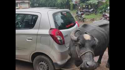 Madhya Pradesh: Farmer ties buffalo to officer's car after being asked to pay bribe