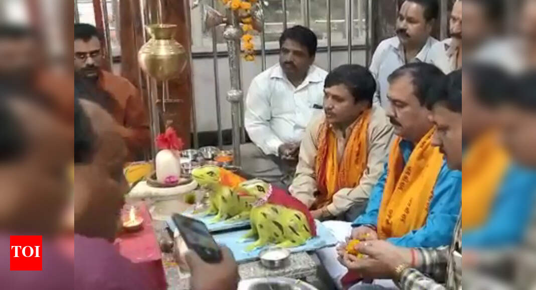 Frogs divorced in Bhopal: Two months after wedding, frog couple