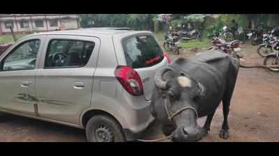 In MP, bribe-seekers get the buffalo treatment