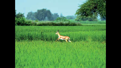 Blackbucks at airport site may find a new home at Rabupura