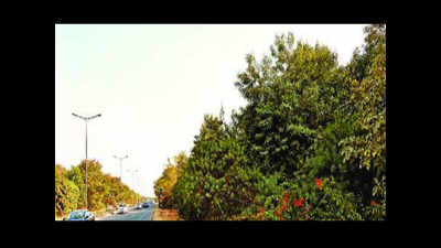 DLF Phase 1 to get a kilometer-long 'green belt'