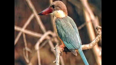 King of rare times: Stork-billed kingfisher sighted at Nagar Van
