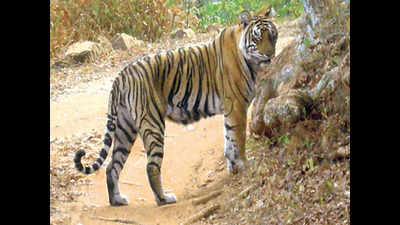 Rajasthan: Three teams on job to tranquillise tiger