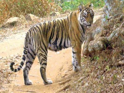 Rajasthan: Three teams on job to tranquillise tiger | Jaipur News ...