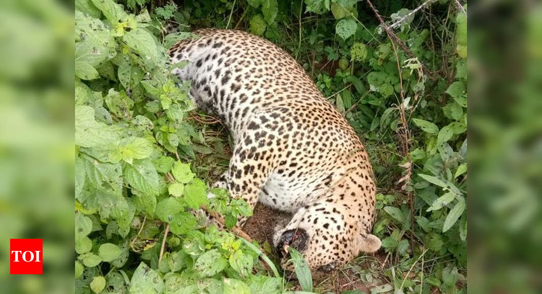 Leopard found dead in Talodhi range | Nagpur News - Times of India