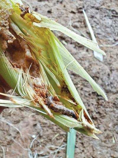 Pesticide residue in armyworm-hit maize killing cattle?