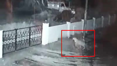On cam: Leopard enters a house in Karnataka village, takes away dog