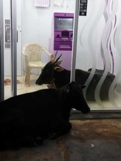 cattle at ATM