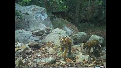 No nod to uranium mining in Amrabad Tiger Reserve: Telangana CM