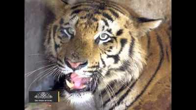 Tiger from Telangana disperses to Pranahita