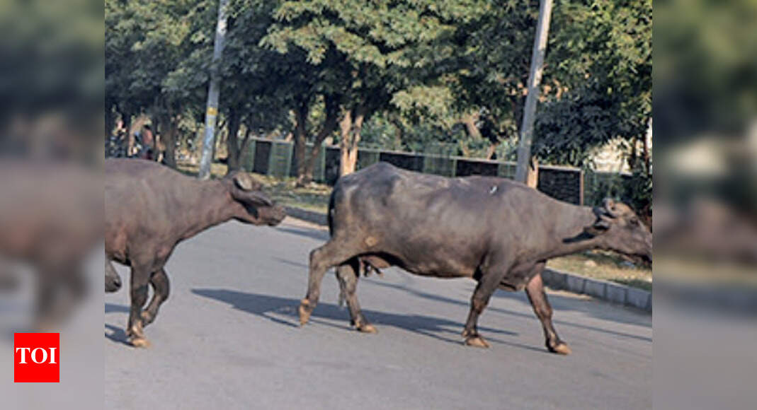 Digital livestock census records 2.77 lakh large animals in Moga